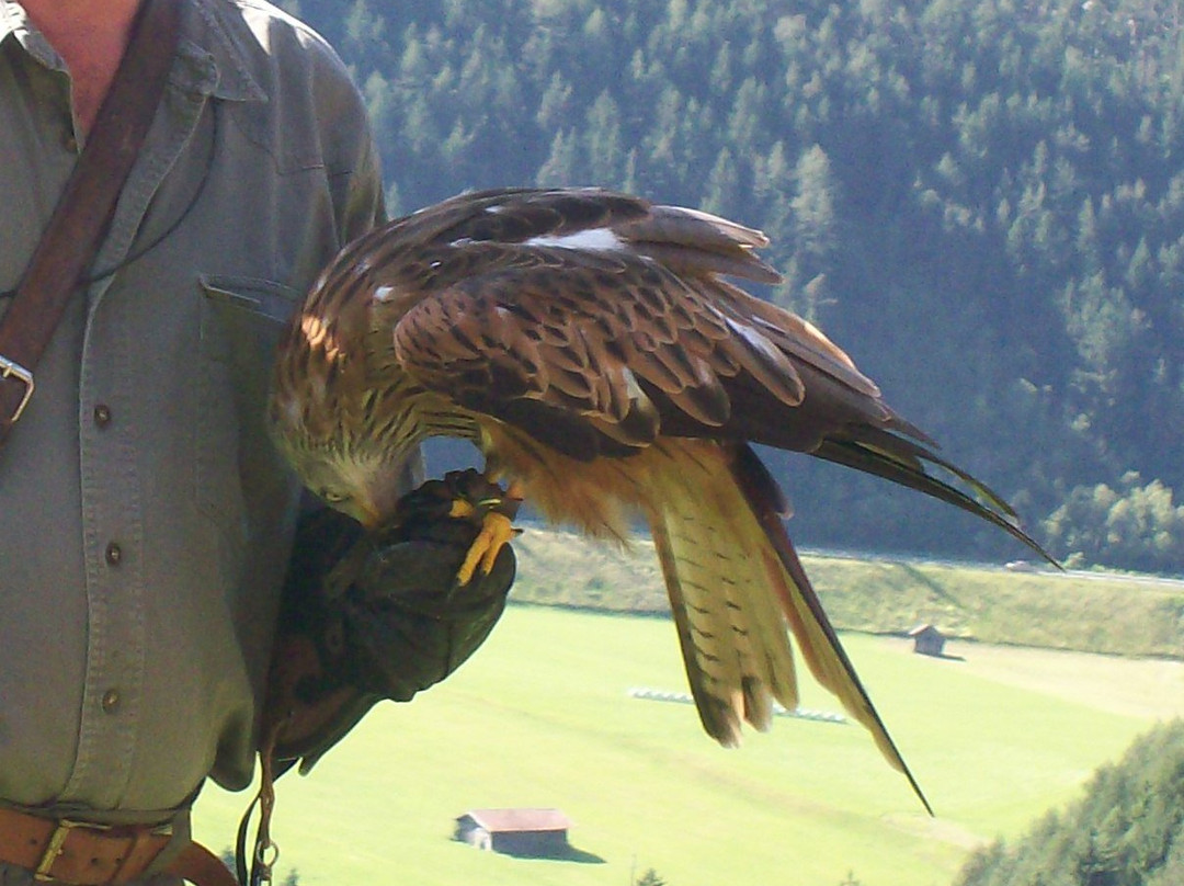 Greifvogelpark景点图片