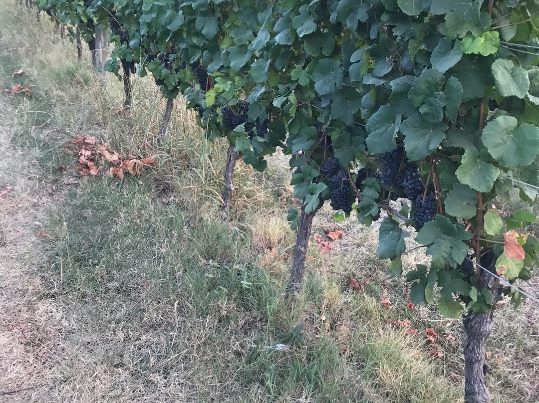 Vineria con Cucina in Fattoria Mancini-佩萨罗必去景点