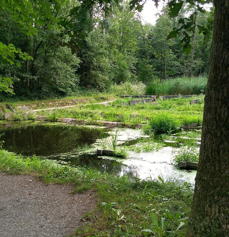 Waterloopbos-Marknesse必去景点