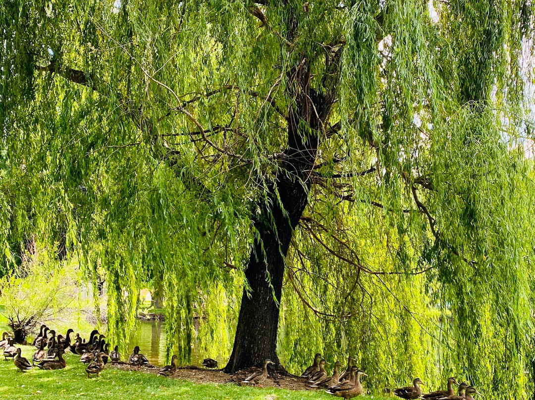 Bishop Dog Park-毕晓普必去景点
