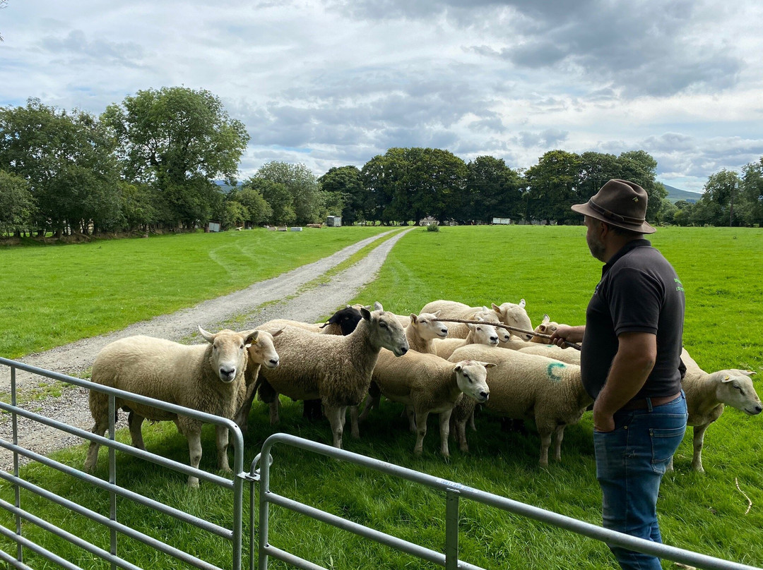 Irish Working Sheepdogs景点图片