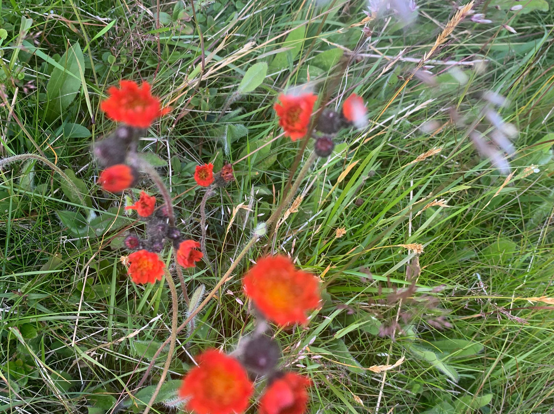 Lövåsgårdens Fjällhotell主图