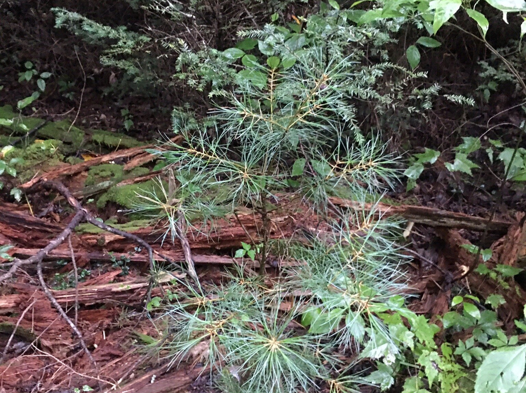 Noah Bud Ogle Cabin-大雾山国家公园必去景点