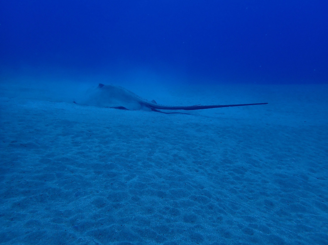 Scuba Legends Dive Center Lanzarote景点图片