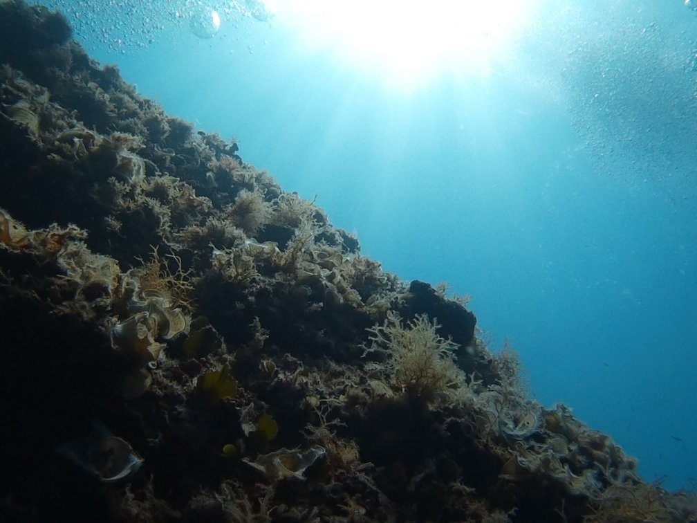 Diving Service景点图片