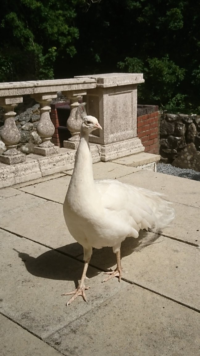 Talhenbont Hall-官方