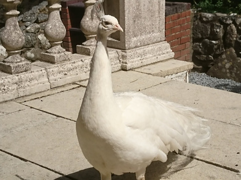 Talhenbont Hall主图