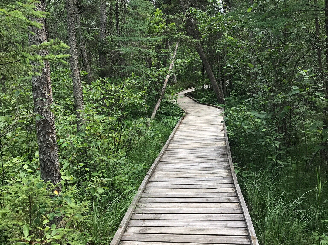 Lake Bemidji State Park景点图片