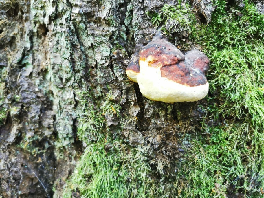 Soweczka Arek Szymura - Private Nature Tours-Bialowieza必去景点