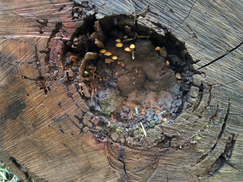 Fainter Falls-Mount Beauty必去景点