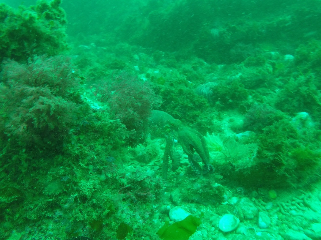 Haliotis Sesimbra-塞新布拉必去景点