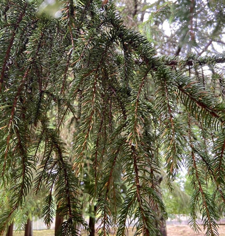 Cocorico Extrem Road-沙尔必去景点