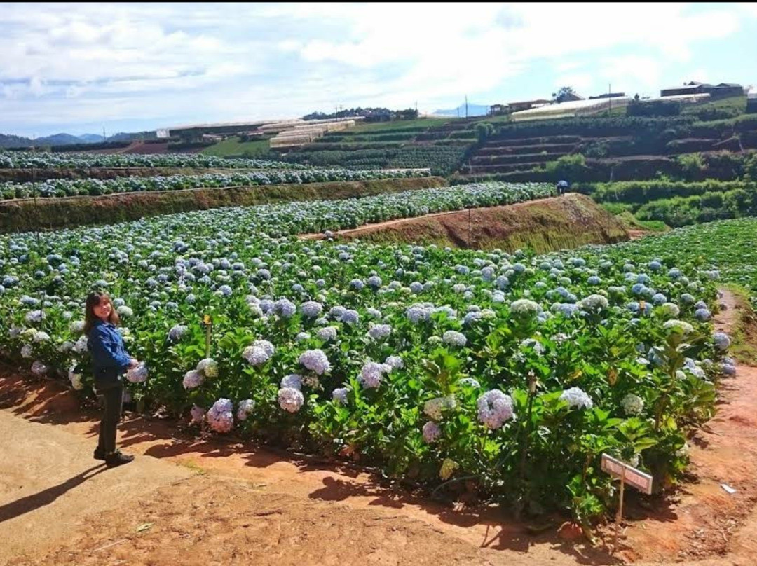 Garden Hydrangeas-大勒必去景点