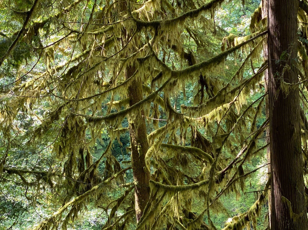 Drift Creek Falls Trail景点图片