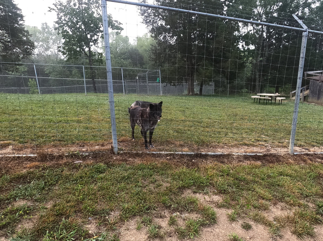 Wolf Paws Positive Awareness Wolfdog Sanctuary-Dandridge必去景点