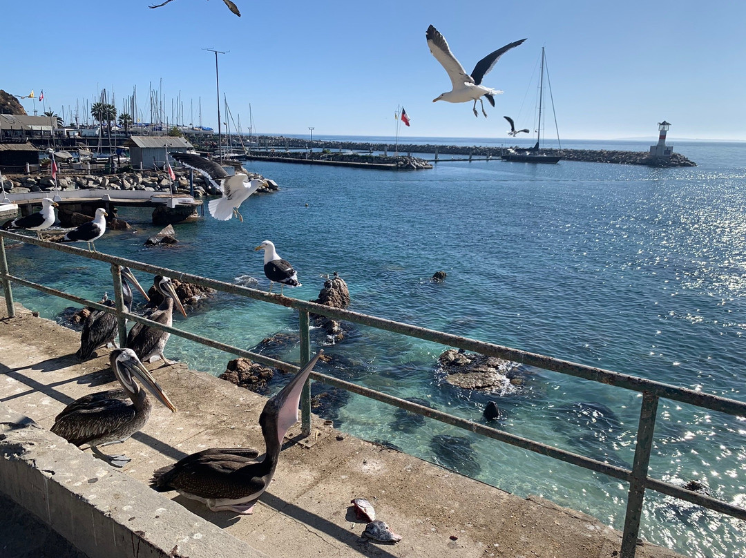 Caleta Higuerillas-比尼亚德尔马必去景点