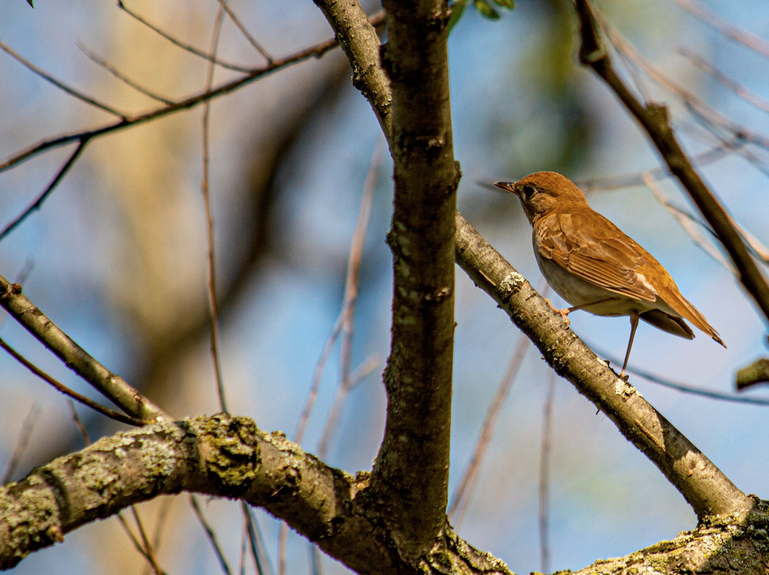 Amherst State Park-艾姆赫斯特必去景点