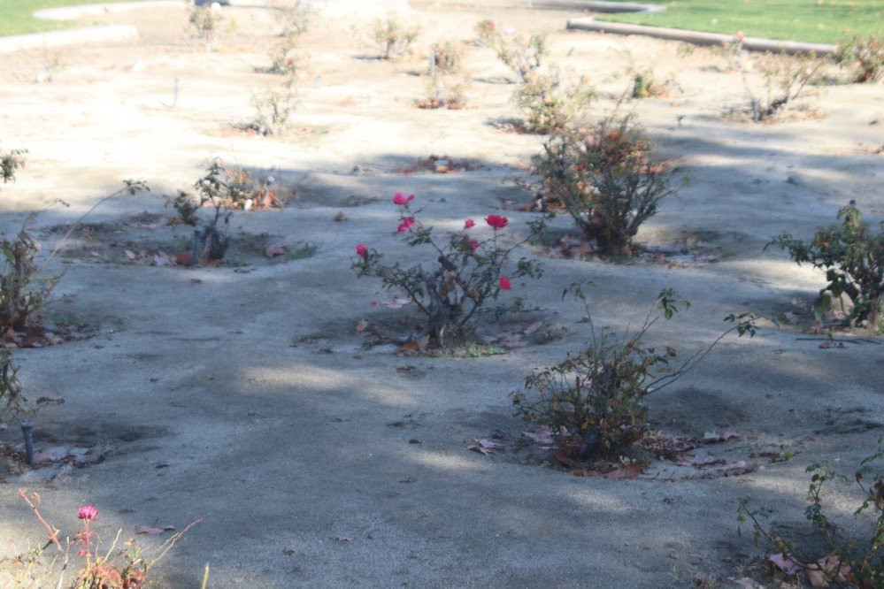 Ruth Hardy Park-棕榈泉市必去景点