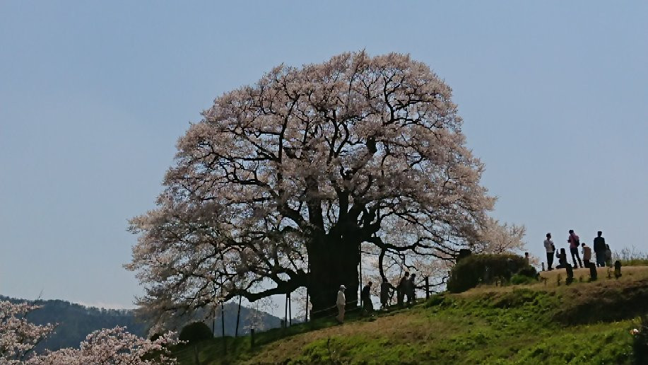 Daigo Zakura景点图片