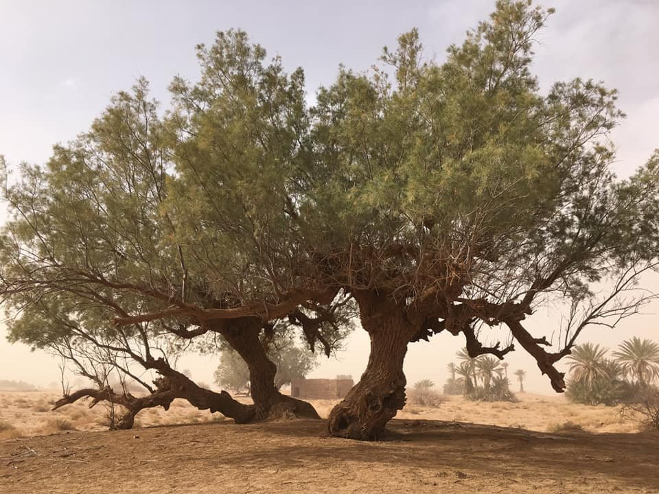 Camp Bivouac Hassi Samra主图