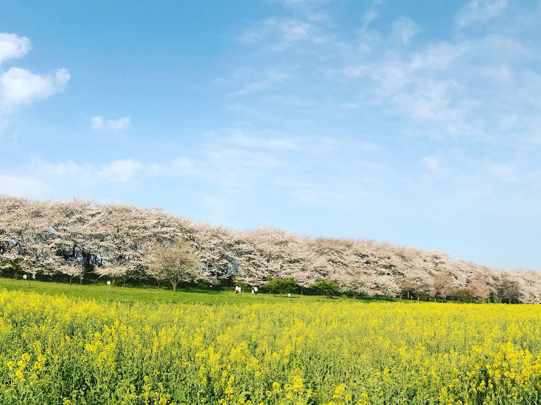 Satte Cherry Blossom Matsui景点图片