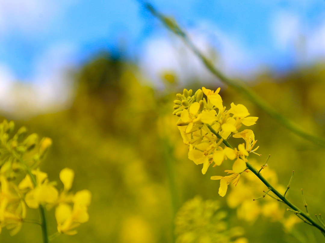 Chino Hills State Park-奇诺岗必去景点
