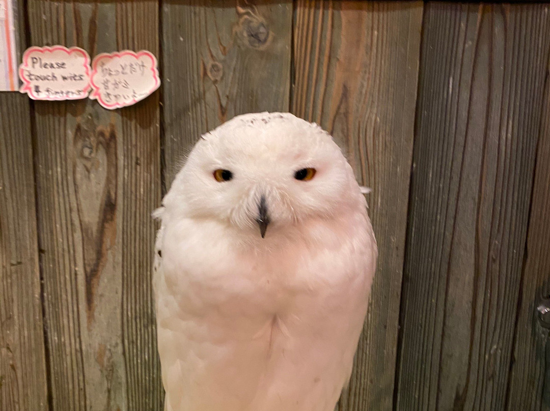 Sunset Owl Cafe-Sennichimae必去景点