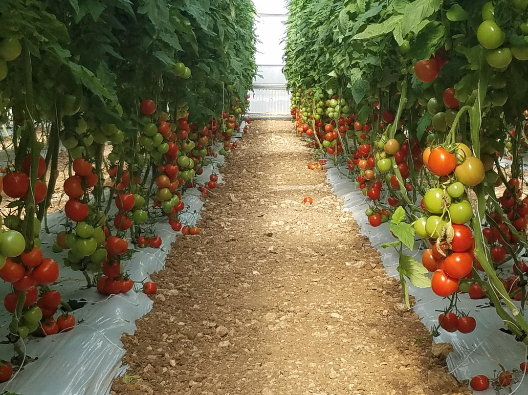 MALTA SUNRIPE-姆贾尔必去景点