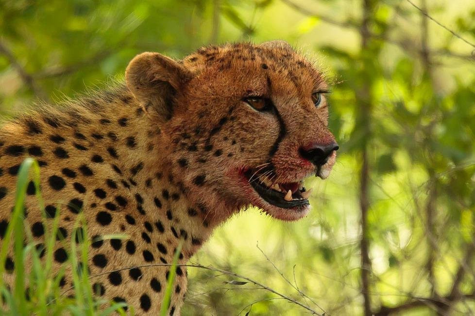 Tony Sparkes Wildlife and Photographic Safaris景点图片