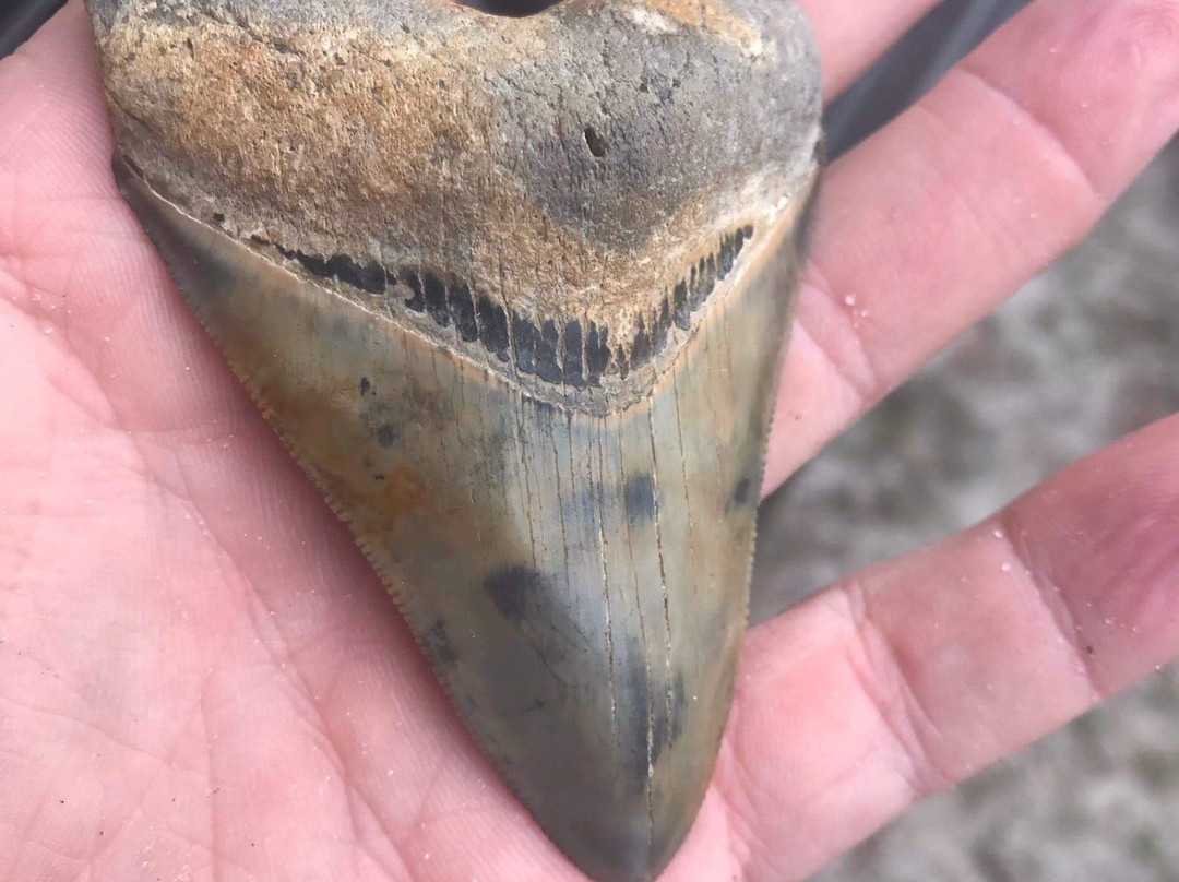 Fossil Expeditions-阿卡迪亚必去景点