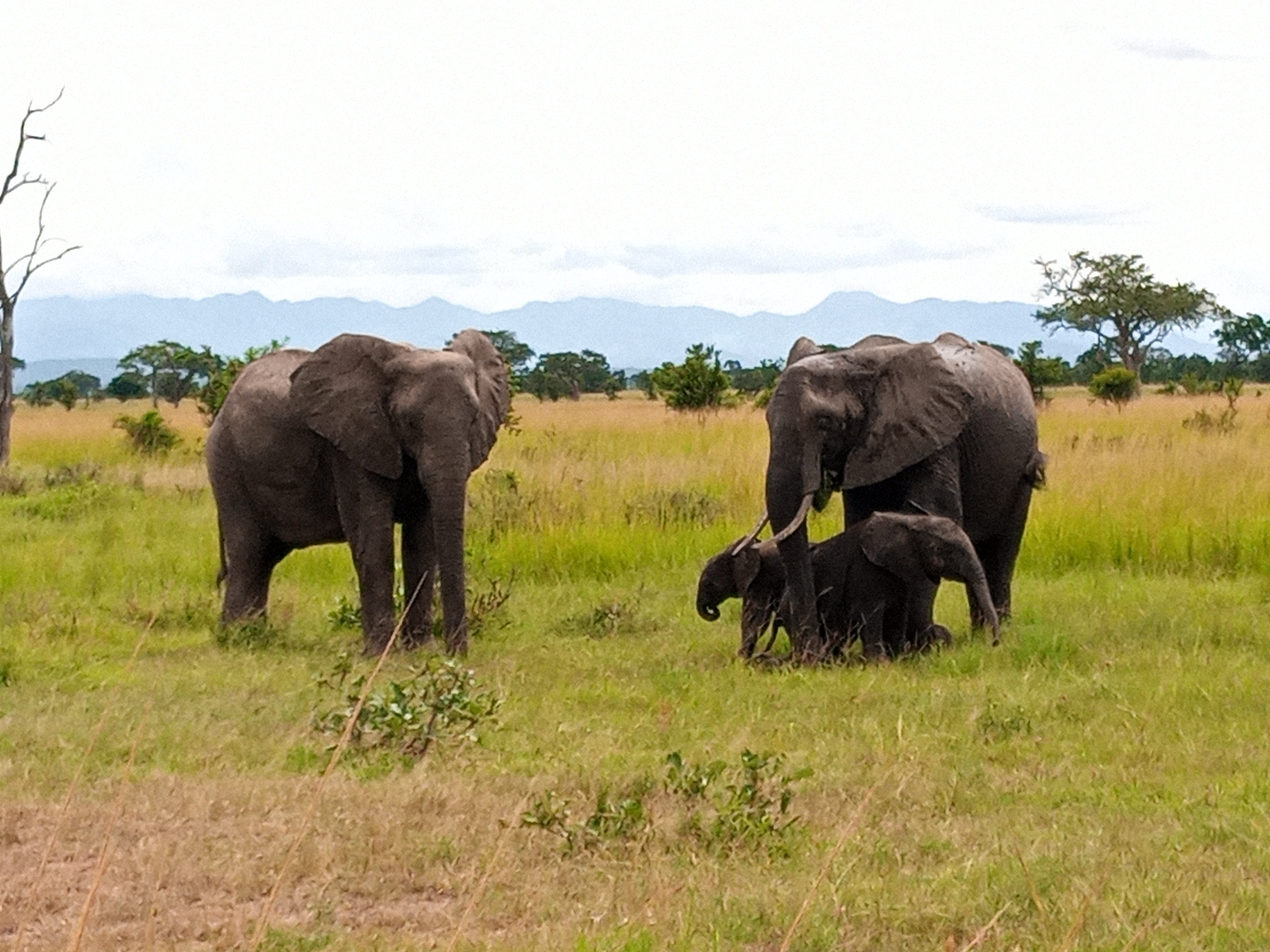 Mikumi Wildlife Camp-官方
