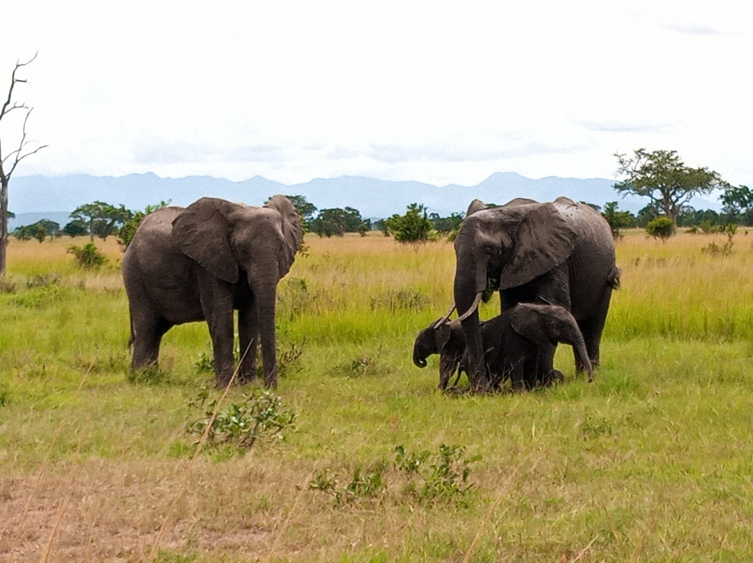 Mikumi Wildlife Camp主图