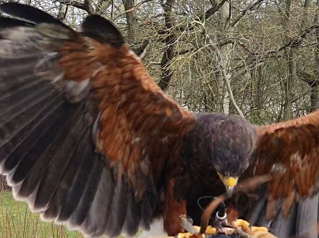 Coda Falconry景点图片