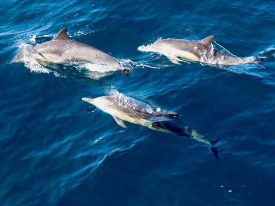 Channel Islands National Marine Sanctuary-峡岛国家公园必去景点