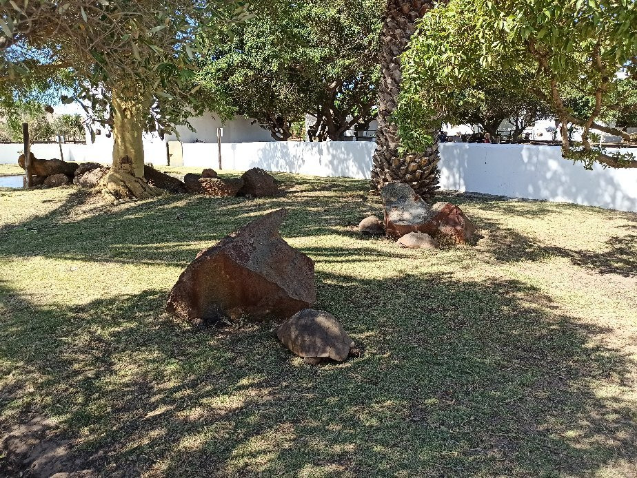 Cape Town Ostrich Ranch景点图片