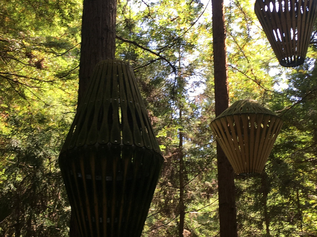 Redwoods Treewalk景点图片