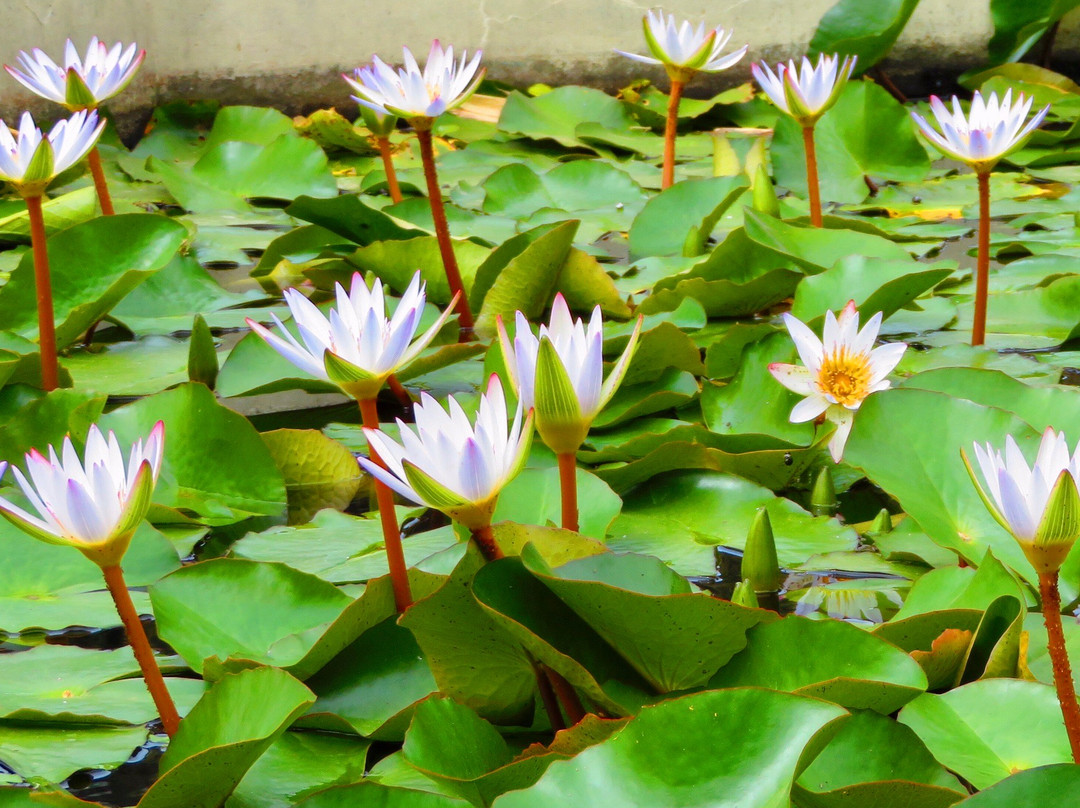 Bell Church-碧瑶必去景点