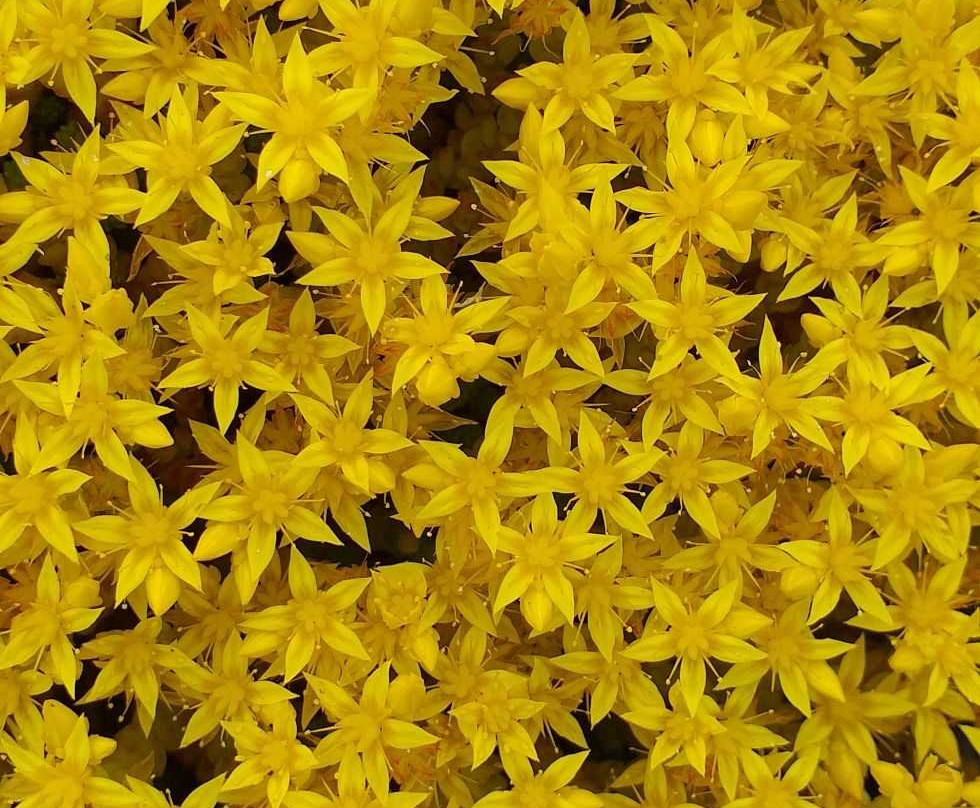 Sur Xtremo Pucon-普孔必去景点