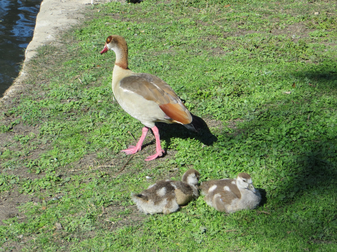 布雷根里基公园-圣安东尼奥市必去景点