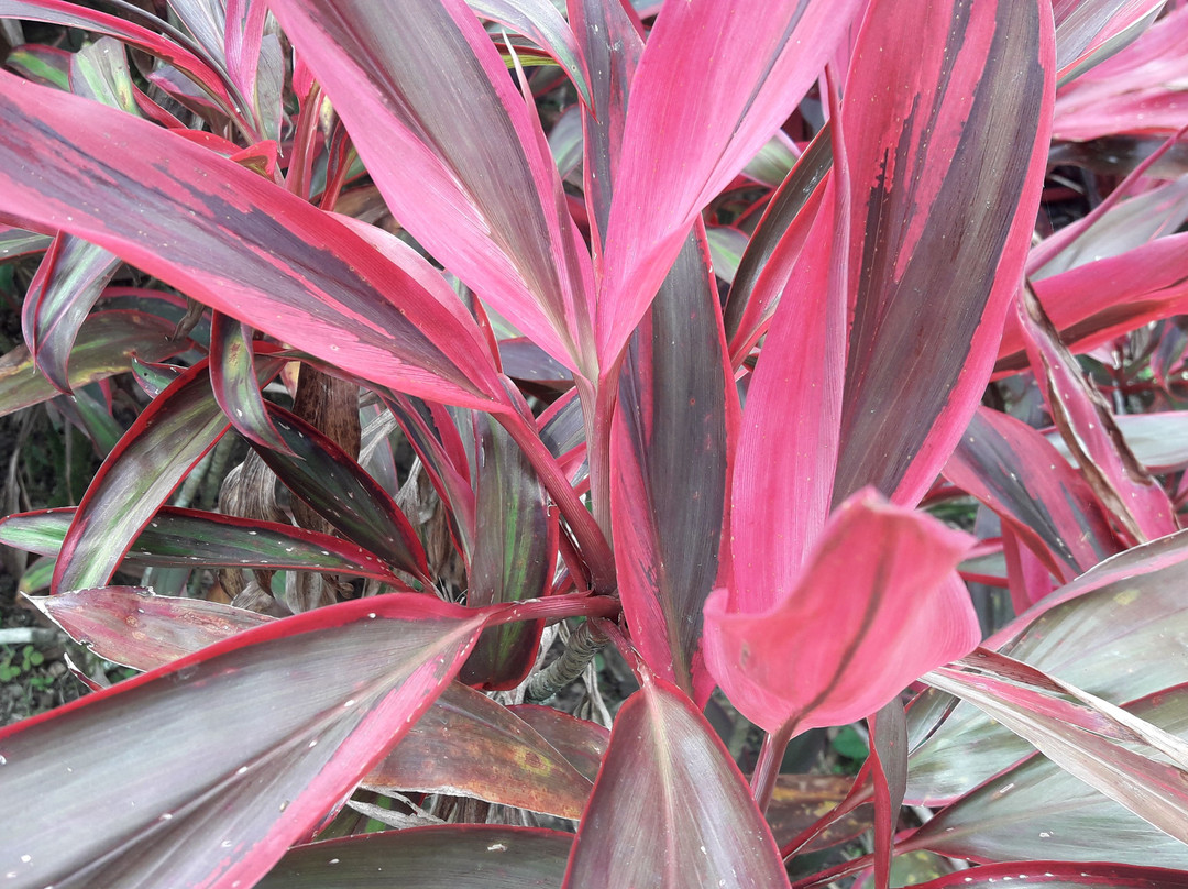 Jardín Botánico San Jorge-Ibague必去景点