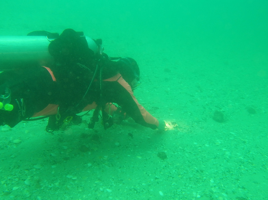 Snorkel & Dive Safari Swansea景点图片