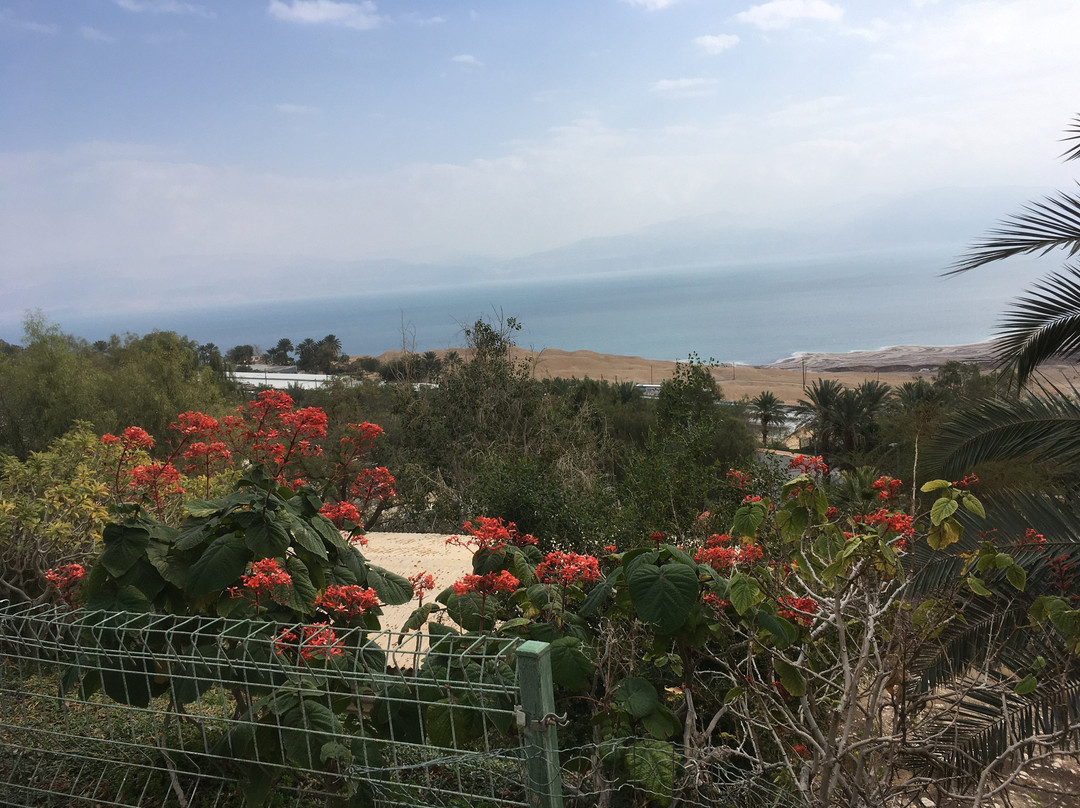 Ein Gedi Botanical Garden景点图片