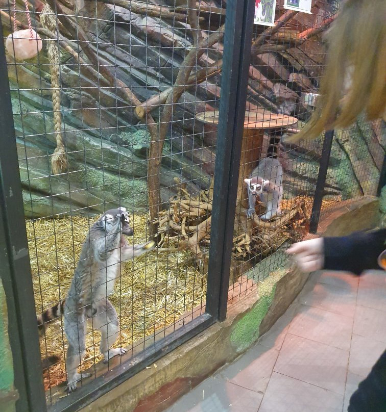 Touching Zoo Bely Kenguru景点图片