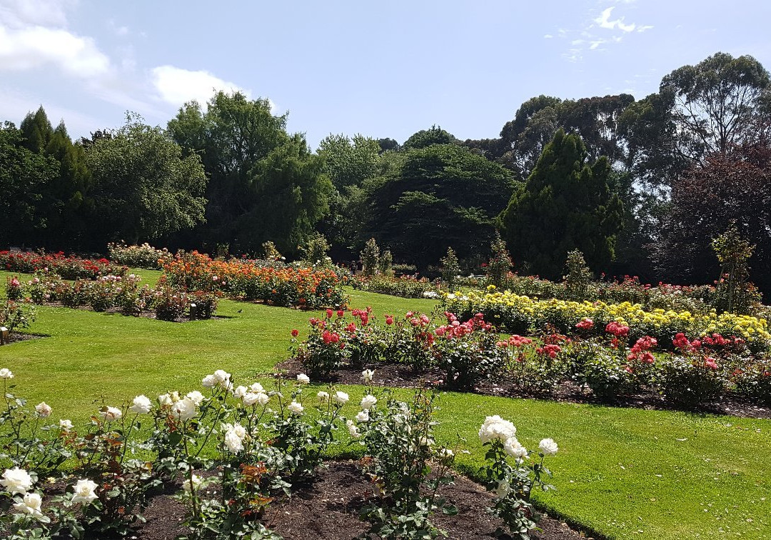 Dugald MacKenzie Rose Garden景点图片