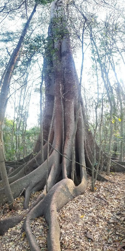 Wingham Brush Nature Reserve-温厄姆必去景点