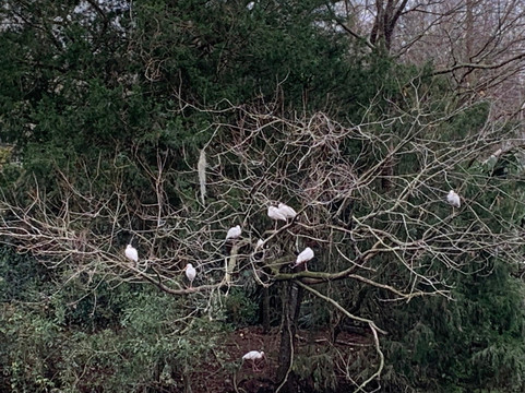 Audubon Swamp Garden, at Magnolia Plantation and Gardens-查尔斯顿必去景点