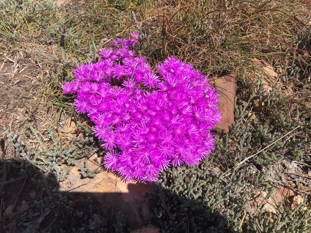 Montagu Tractor Ride-蒙提古必去景点