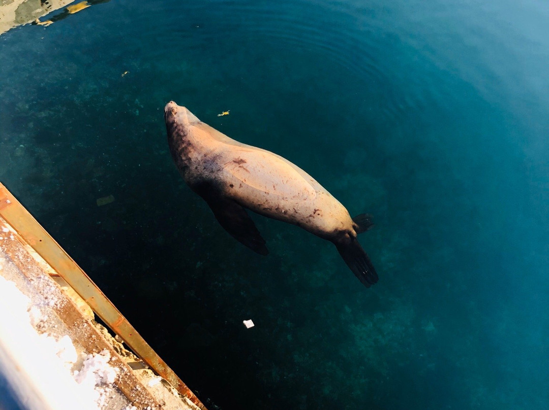 Sea Lion Colony-堪察加彼得巴甫洛夫斯克必去景点
