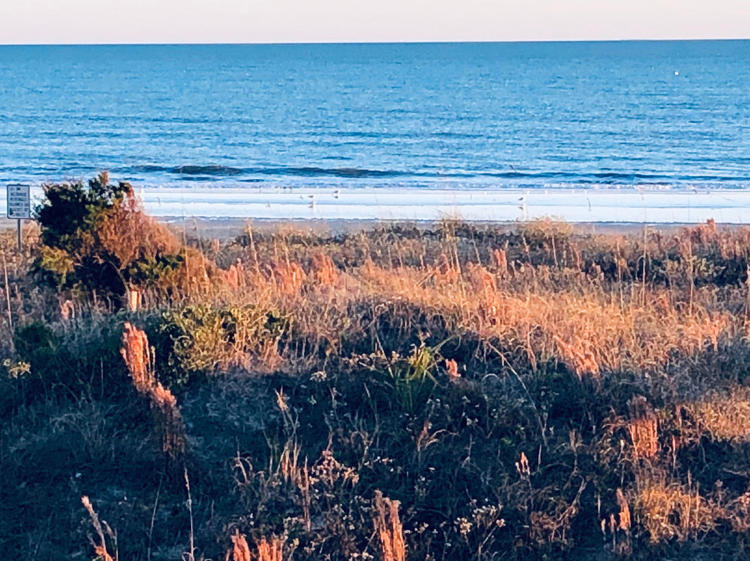 棕榈林海滨酒店主图