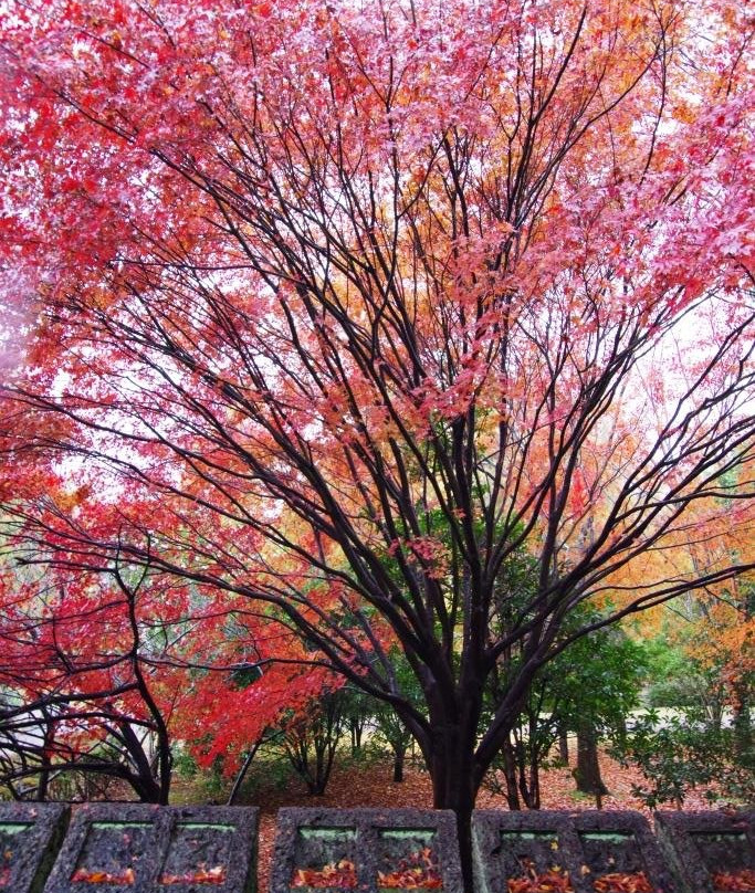 Nagaoka Park-宇都宫市必去景点